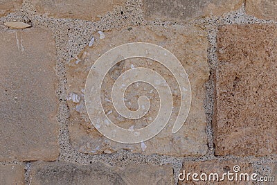 Ancient shells in a limestone wall Stock Photo