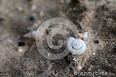Ancient shells in the soil and sand Stock Photo