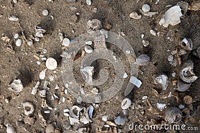 Ancient shells in the soil and sand Stock Photo