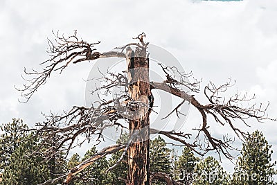 Ancient Snarled Tree at Bryce Canyon Stock Photo