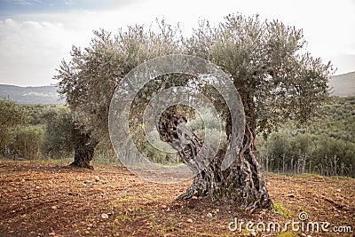 Ancient textured olive tree Stock Photo