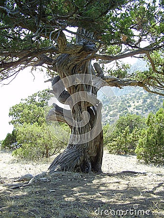 Ancient tree Stock Photo