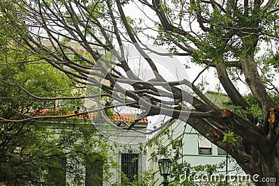 Ancient Tree Architecture Sacred Background Stock Photo