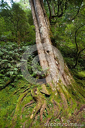 An ancient tree Stock Photo