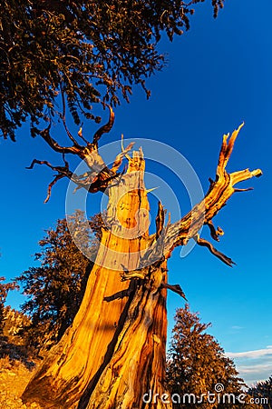 Ancient tree Stock Photo