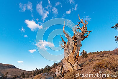 Ancient tree Stock Photo