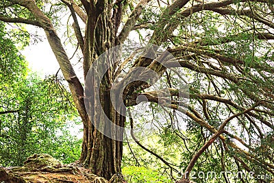 Ancient tree of life with spreading limbs and roots Stock Photo