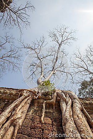 Ancient tree root along the enclosure, Ta Prohm temple, Angkor Thom, Siem Reap, Cambodia. Stock Photo