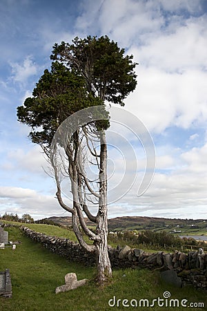 Ancient tree standing alone in an Irish graveyard Stock Photo