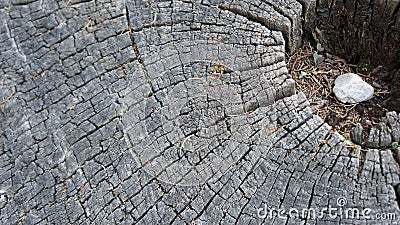 Ancient tree texture background frame Stock Photo