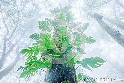 Ancient tropical tree in the mist. Fresh flora, moss, lichen, an Stock Photo