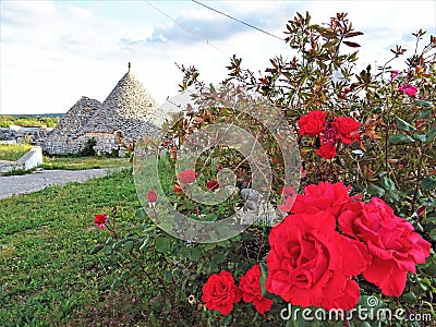 Ancient Trulli, traditional very old houses with red roses and other aromatic plants Stock Photo