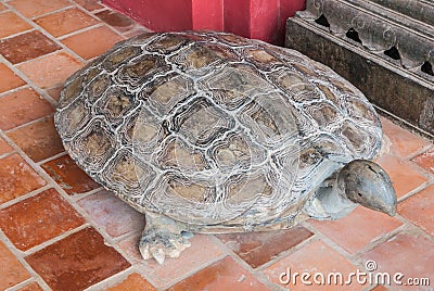 Ancient Turtle Carving Stone Statue Aged Over 100 Years, Important Animal in Buddhism Stock Photo