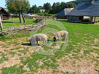 Ancient wood houses, ancient fence and hairy pigs, open-air museum, archeoskanzen Modra Stock Photo