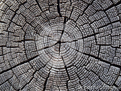 Ancient wood Stock Photo