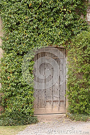 Ancient wooden door and creeper Stock Photo
