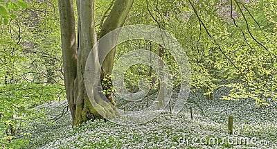 Deciduous woodland with a carpet of wild flowers in spring Stock Photo