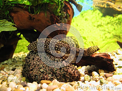 Ancistrus (Bristle-nose Catfish) on a stone Stock Photo