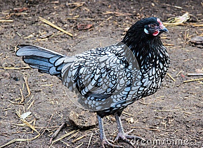 Ancona chicken Stock Photo