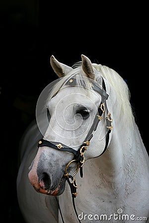 Andalusian horse on black Stock Photo