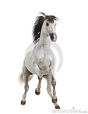 Andalusian horse Stock Photo