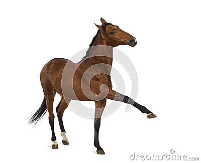 Andalusian horse with a leg up Stock Photo