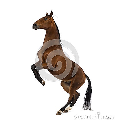Andalusian horse rearing Stock Photo