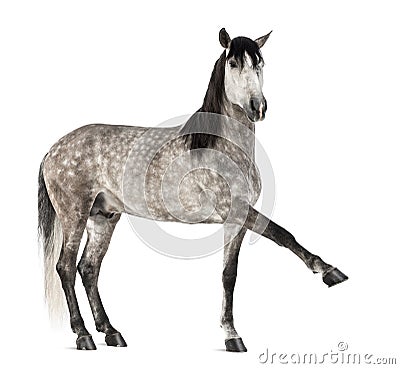 Andalusian raising front leg, 7 years old, also known as the Pure Spanish Horse or PRE Stock Photo