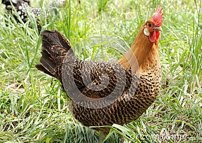 Andalusian Rooster Stock Photo