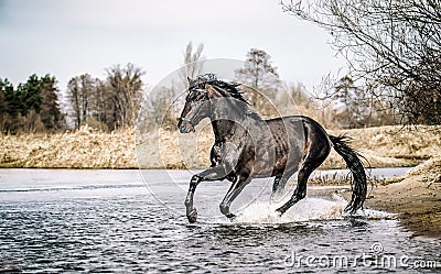 Andalusian stallion. Pura Raza Espanola reproducer Stock Photo