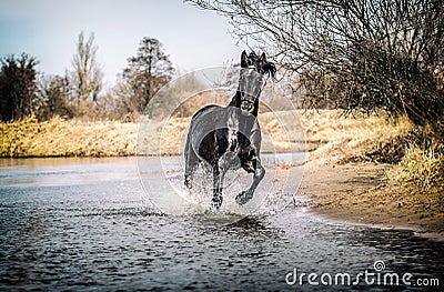Andalusian stallion. Pura Raza Espanola reproducer Stock Photo
