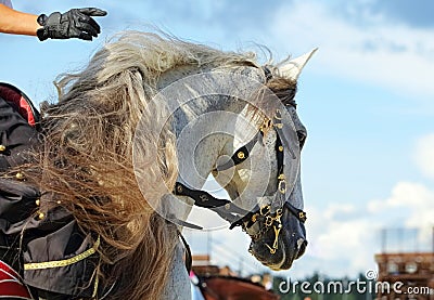 Andalusian white saddle horse portrait against sky background Stock Photo