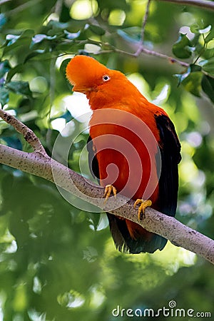 Andean Cock-of-the-rock Rupicola peruviana Stock Photo