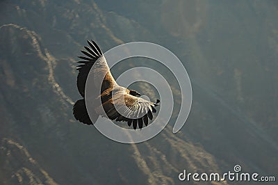 Andean Condor Stock Photo