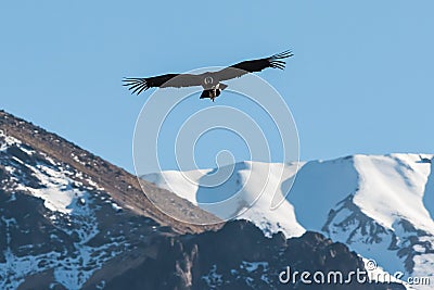 Andean condor flying in the Colca Canyon Arequipa Peru Stock Photo