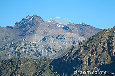 An Andean Condor Flying over the Colca Canyon, the Highland in Arequipa Region of Peru Stock Photo