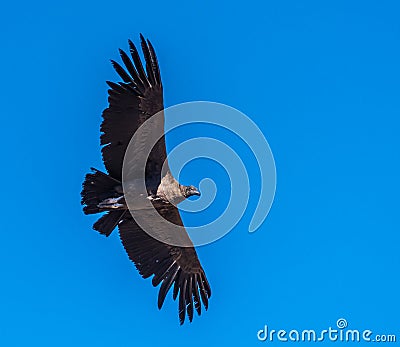 Andean condor, national symbol of Peru Stock Photo