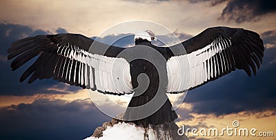 Andean condor Stock Photo