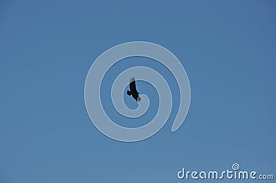 Andean Condor Vultur gryphus flying over the mountains Stock Photo