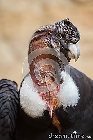 Andean condor (Vultur gryphus). Stock Photo
