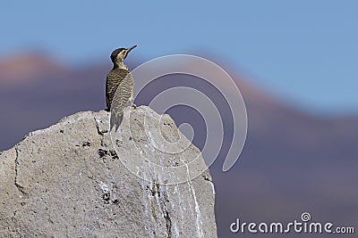 Andean Flicker on the Altiplano of Northern Chile Stock Photo