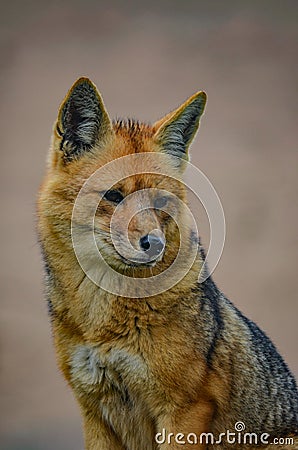 Andean Fox, or culpeo Lycalopex culpaeus Stock Photo