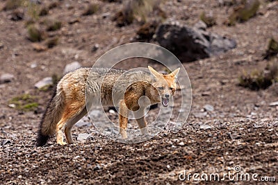 Andean Fox (Lycalopex culpaeus) Stock Photo