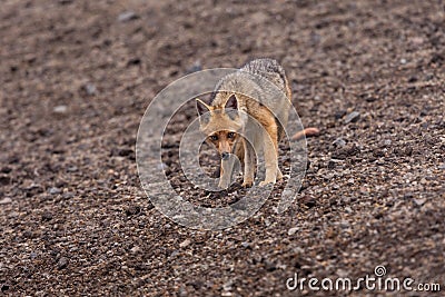 Andean Fox (Lycalopex culpaeus) Stock Photo