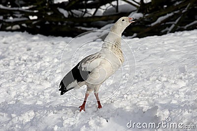 Andean Goose, chloephaga melanoptera, Adult standing on Snow Stock Photo