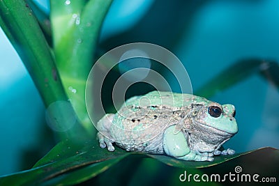 Andean marsupial frog 2 Stock Photo