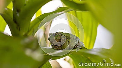 Andean marsupial frog relaxing on a leaf Stock Photo