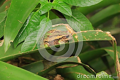 Andean Marsupial Tree Frog Stock Photo