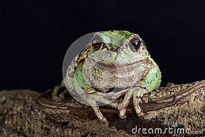 Andean marsupial tree frog Gastrotheca riobambae Stock Photo