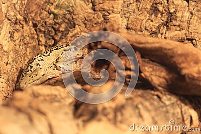 Andean marsupial tree frog Stock Photo